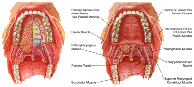 Stock Medical Illustrations